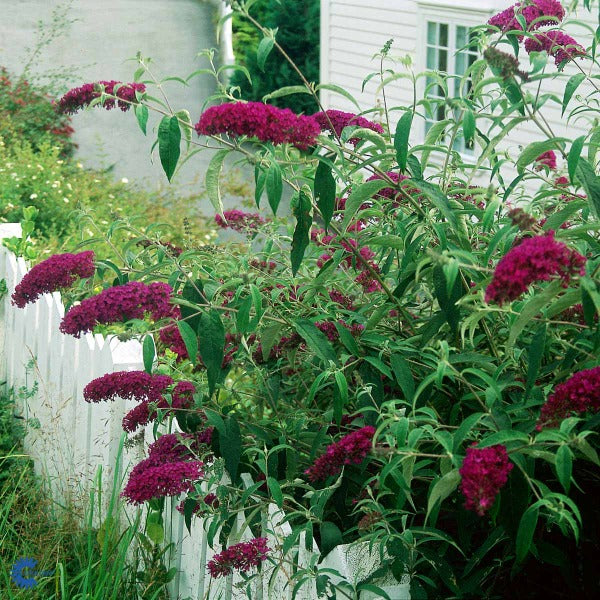 Bilde av Buddleja dav. 'Royal Red'-Spanne Plantesalg