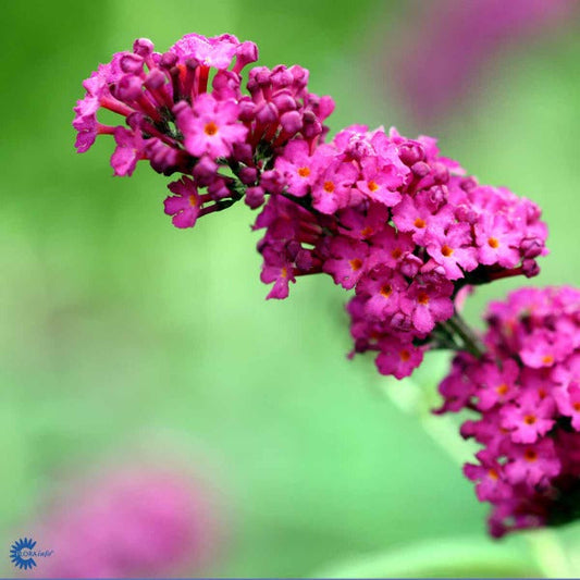 Bilde av Buddleja dav. 'Royal Red'-Spanne Plantesalg