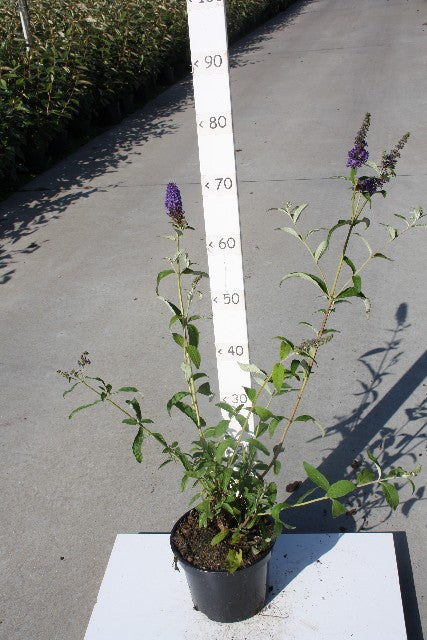 Bilde av Buddleja Davidii Empire Blue Str 19Cm+-Spanne Plantesalg