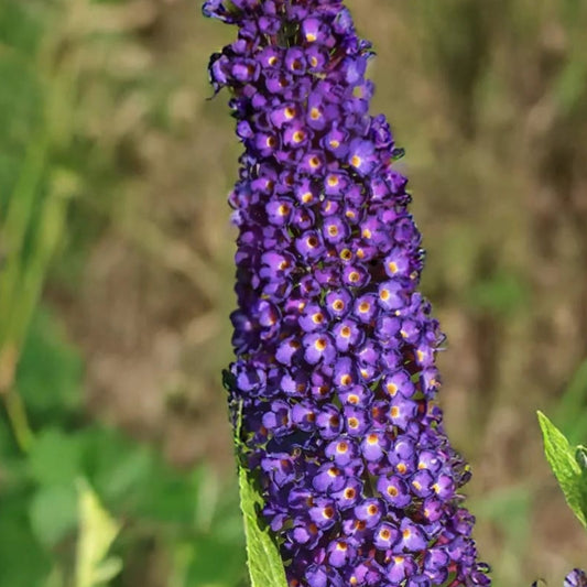 Bilde av Buddleja d. Magda's Gold Knight-Spanne Plantesalg