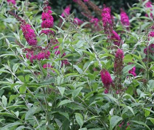 Bilde av Buddleja 'Miss Ruby' ®-Spanne Plantesalg