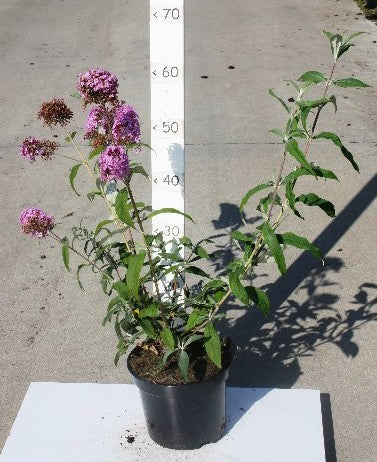 Bilde av Buddleja Davidii Pink Delight Str 19Cm+-Spanne Plantesalg
