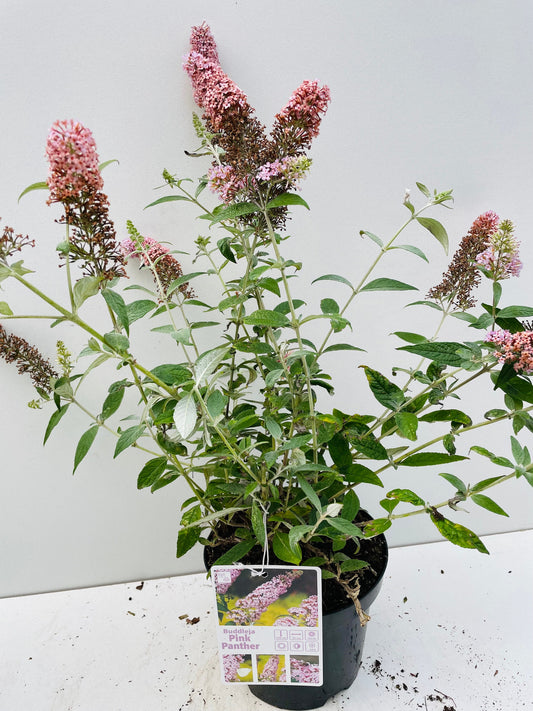 Bilde av BUDDLEJA DAVIDII PINK PANTHER-Spanne Plantesalg