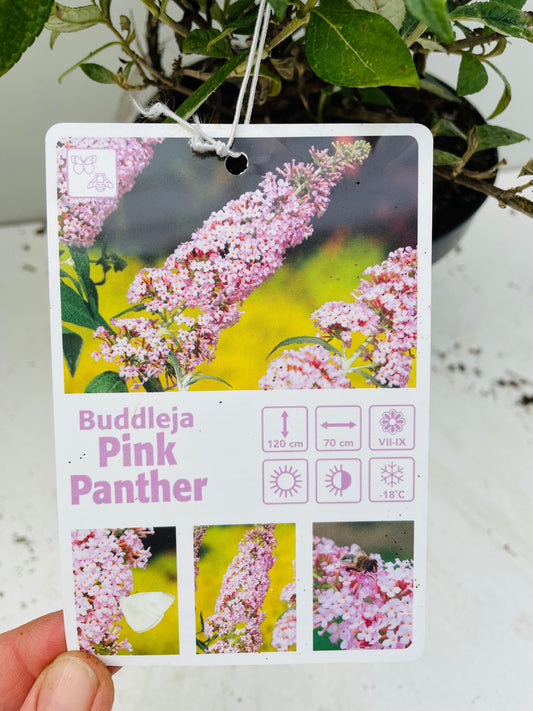 Bilde av BUDDLEJA DAVIDII PINK PANTHER-Spanne Plantesalg