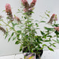 Bilde av BUDDLEJA DAVIDII PINK PANTHER-Spanne Plantesalg