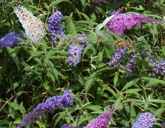 Bilde av Buddleja dav. Tricolor (3 in 1)-Spanne Plantesalg