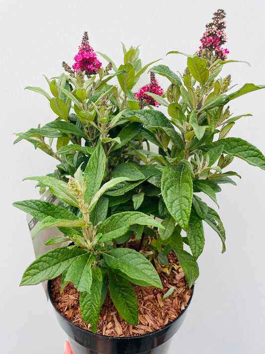 Bilde av Buddleja ‘Little Ruby’-Spanne Plantesalg