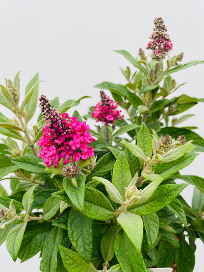 Buddleja ‘Little Ruby’