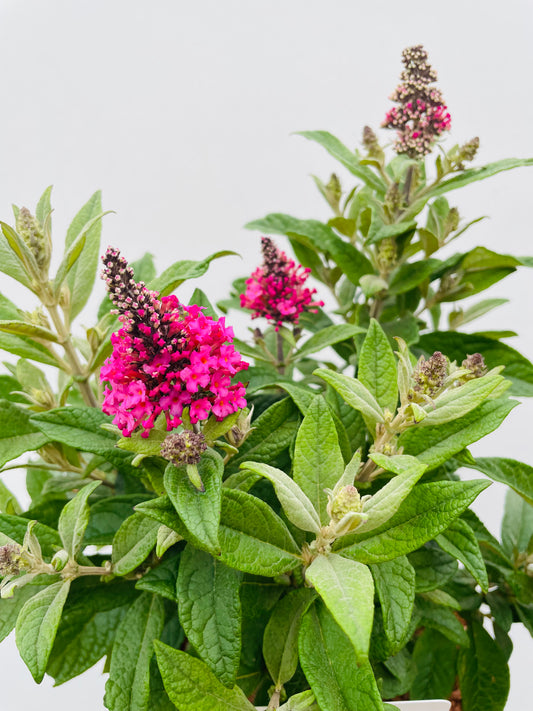 Bilde av Buddleja ‘Little Ruby’-Spanne Plantesalg