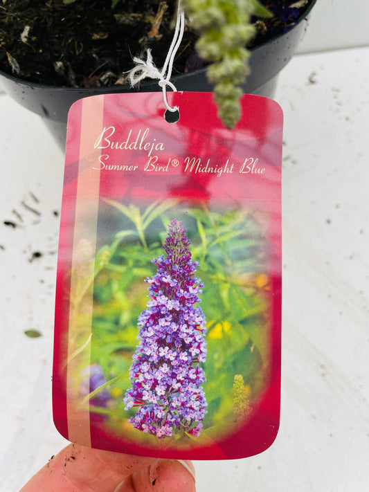 Bilde av BUDDLEJA SUMMER BIRD MIDNIGHT BLUE-Spanne Plantesalg