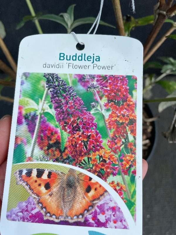 Bilde av Buddleja weyer. Flower Power-Spanne Plantesalg