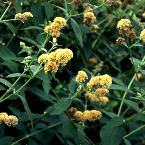 Bilde av Buddleja weyer. 'Sungold'-Spanne Plantesalg