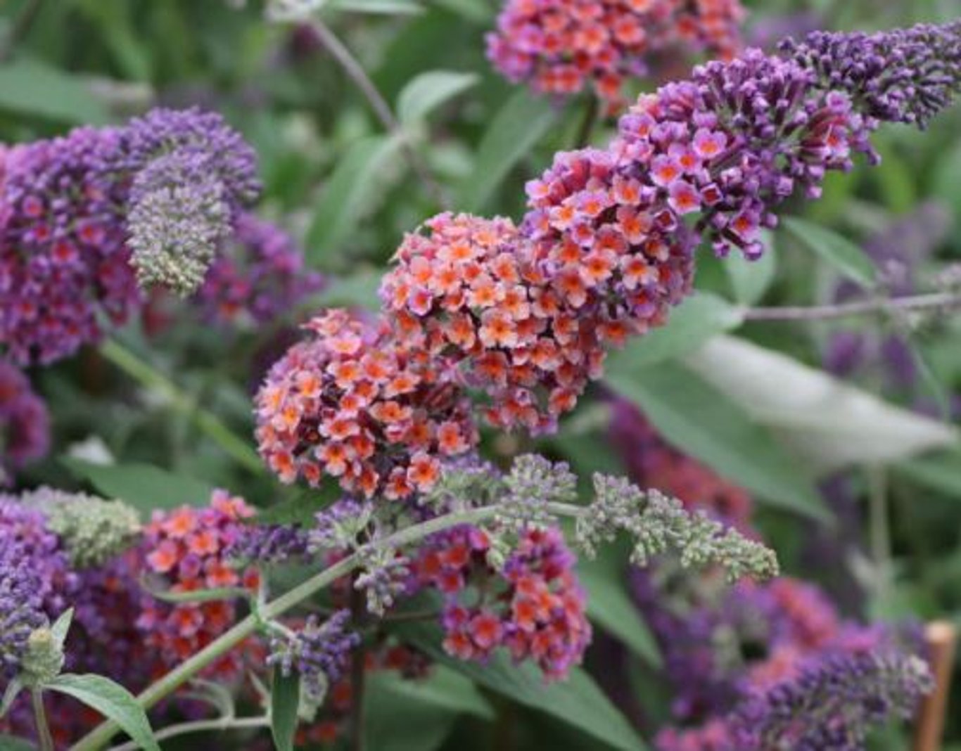 Bilde av Buddleja weyer. 'Flower Power' (Bicolor)-Spanne Plantesalg