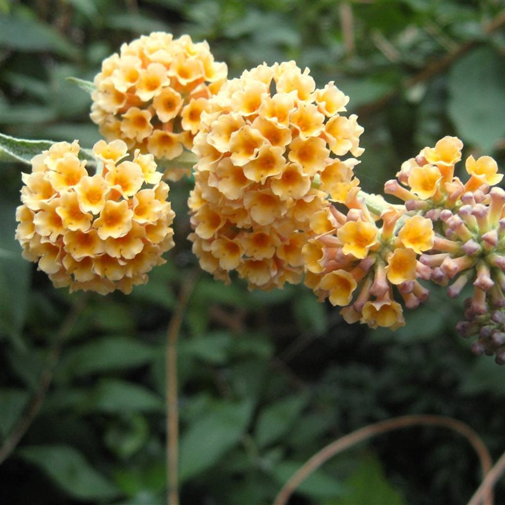 Bilde av Buddleja weyer. 'Sungold'-Spanne Plantesalg