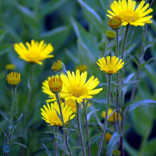 Bilde av Buphthalmum sal. 'Alpengold'-Spanne Plantesalg