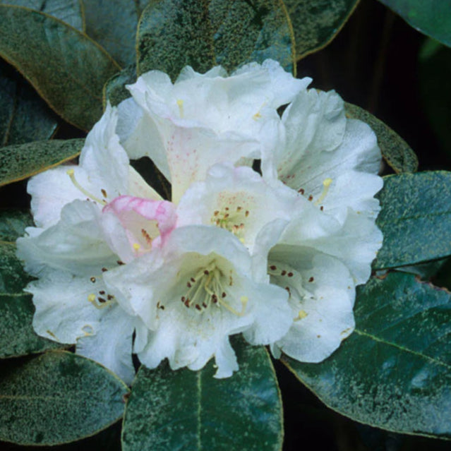 Bilde av Rhododendron bureavii-Spanne Plantesalg