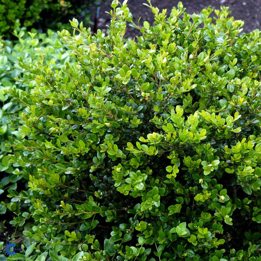 Bilde av Buxus microphylla 'Faulkner'-Spanne Plantesalg