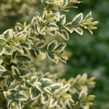 Bilde av Buxus sem. 'Elegans'-Spanne Plantesalg