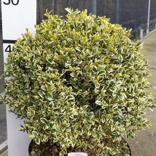 Bilde av Buxus sem. 'Elegans'-Spanne Plantesalg