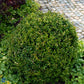 Bilde av Buxus sempervirens-Spanne Plantesalg
