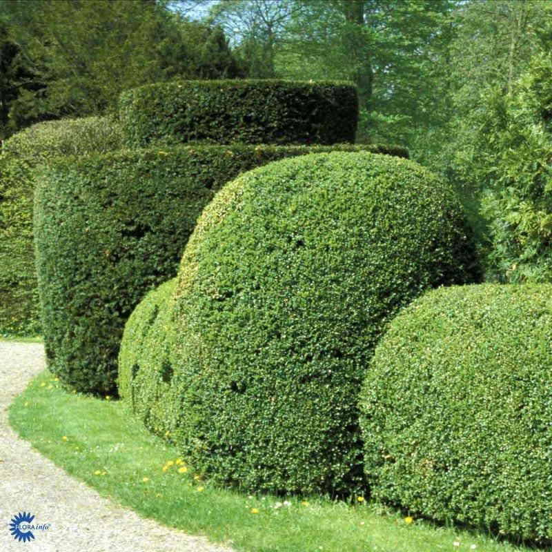Bilde av Buxus sempervirens-Spanne Plantesalg