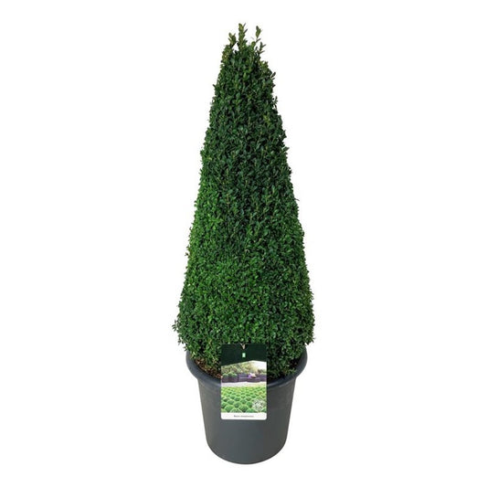 Bilde av Buxus sempervirens pyramide-Spanne Plantesalg