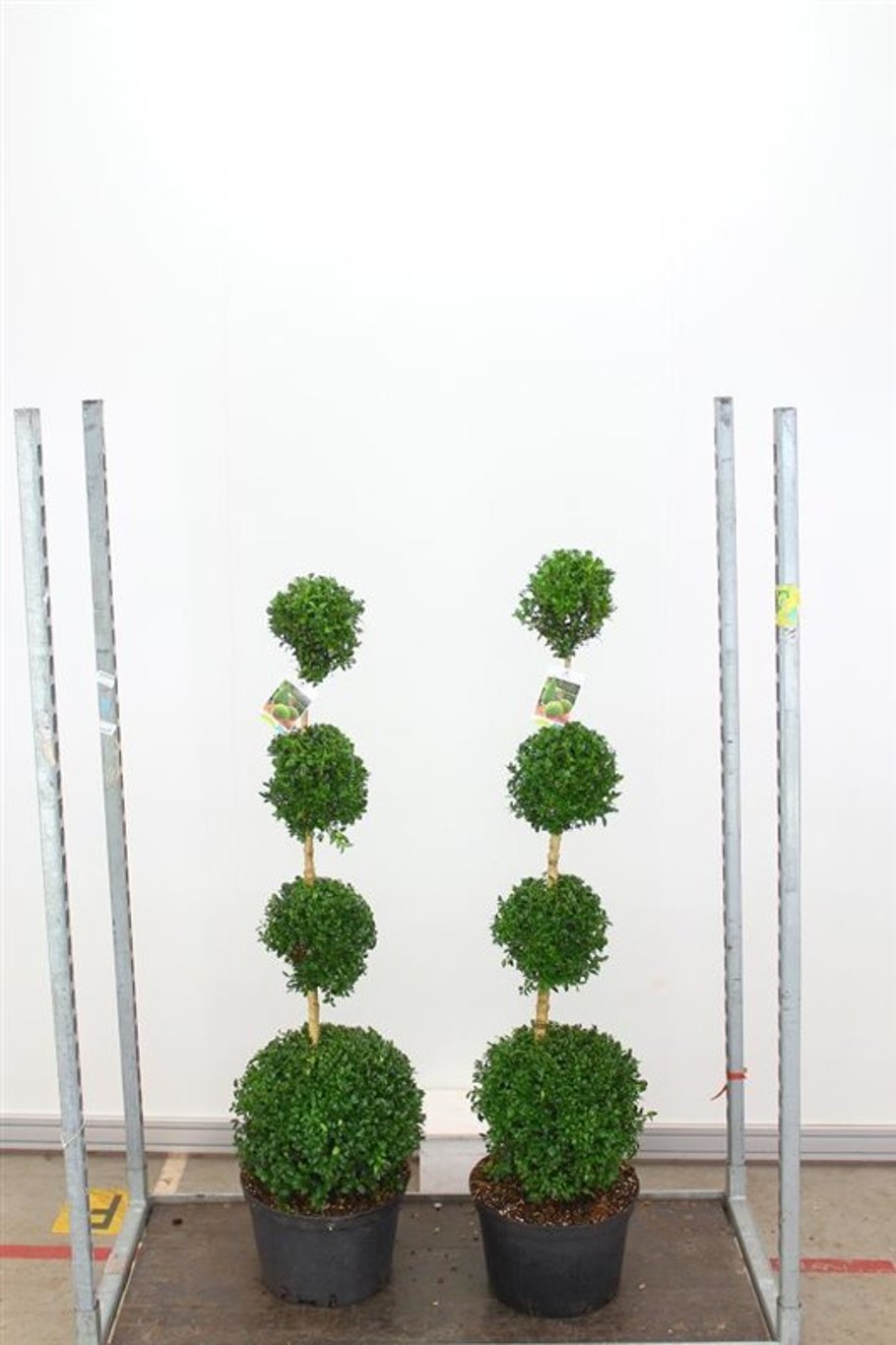 Bilde av Buxus sempervirens quatro-Spanne Plantesalg