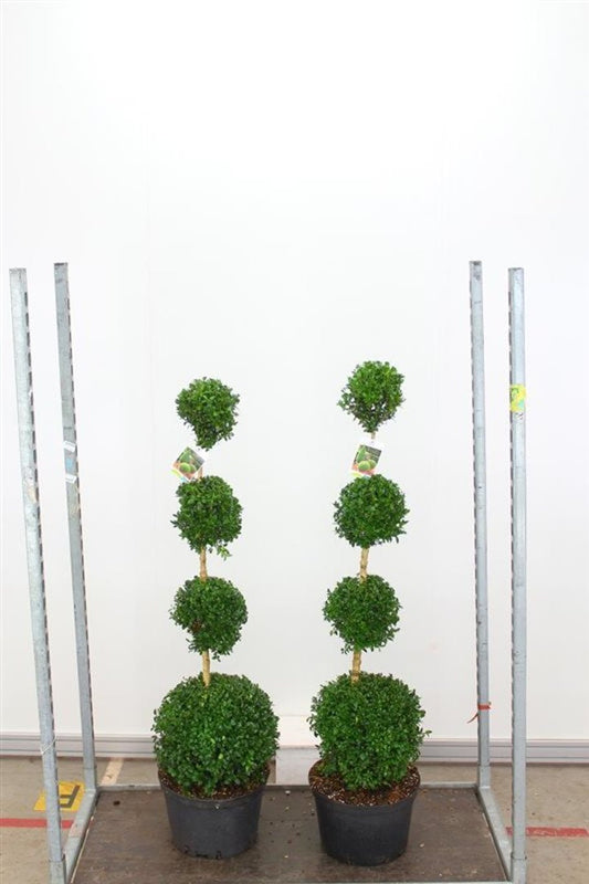 Bilde av Buxus sempervirens quatro-Spanne Plantesalg