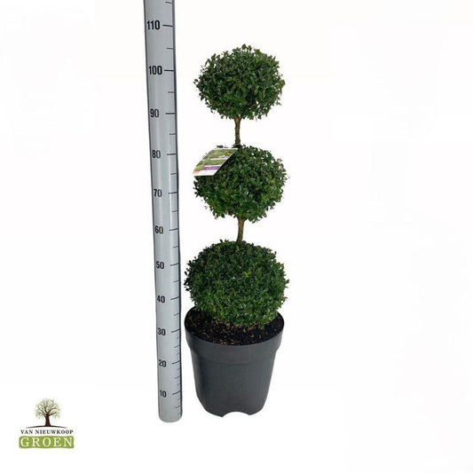 Bilde av Buxus sempervirens triokule-Spanne Plantesalg