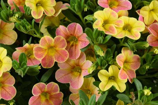 Bilde av Calibrachoa Ombre™ Yellow, 2 For 79,90-Spanne Plantesalg