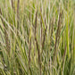 Bilde av Calamagrostis acut. 'Overdam'-Spanne Plantesalg