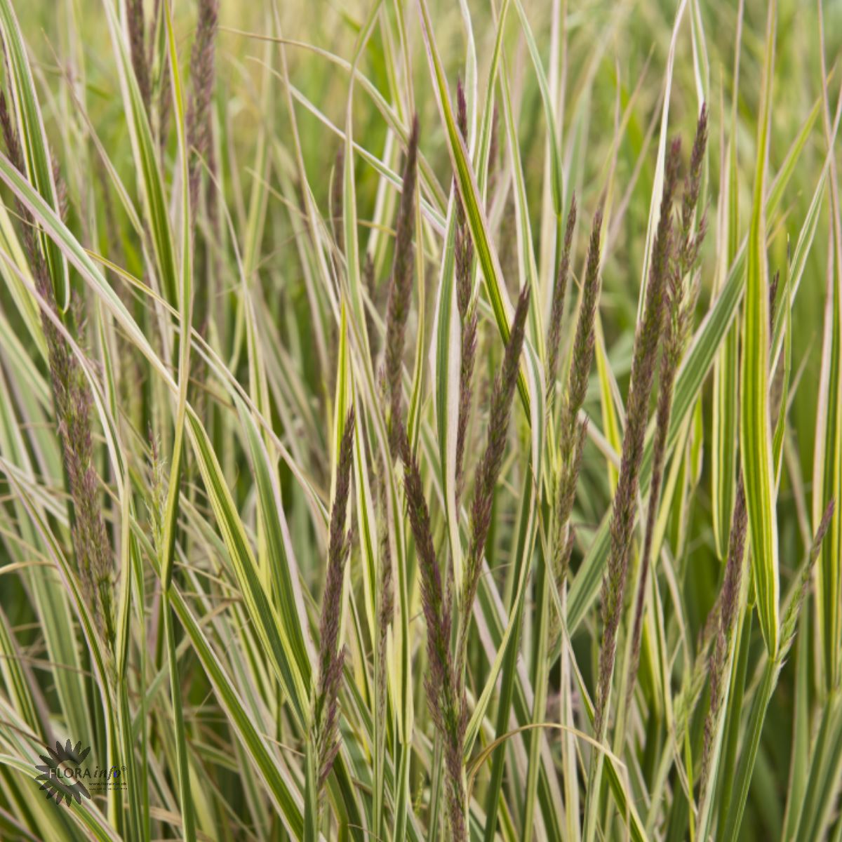 Bilde av Calamagrostis acut. 'Overdam'-Spanne Plantesalg