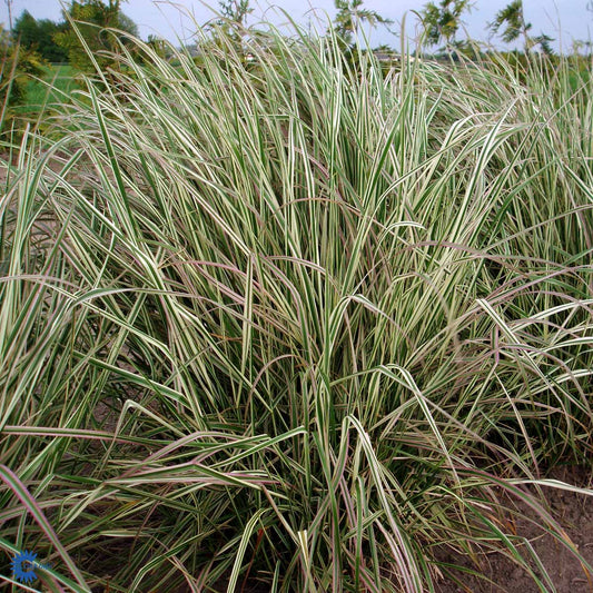 Bilde av Calamagrostis acut. 'Overdam'-Spanne Plantesalg