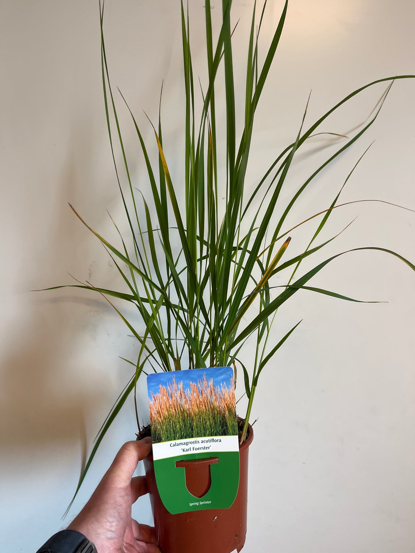 Bilde av Calamagrostis acut. 'Karl Foerster'-Spanne Plantesalg