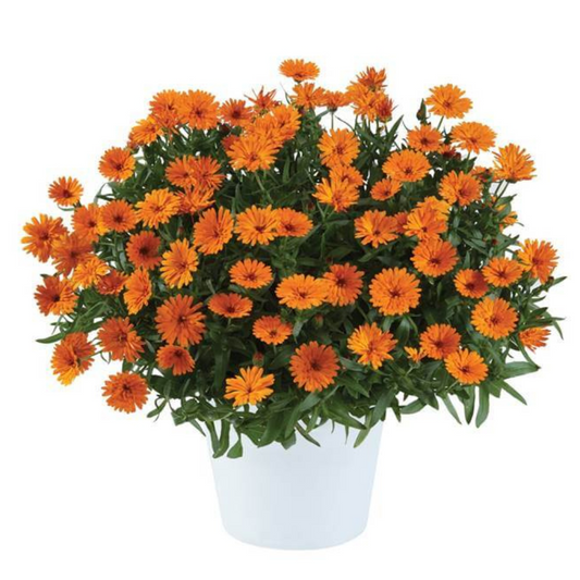 Bilde av Calendula Cheers™ Tangerine-Spanne Plantesalg