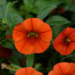 Bilde av Calibrachoa Colibri™ Orange-Spanne Plantesalg