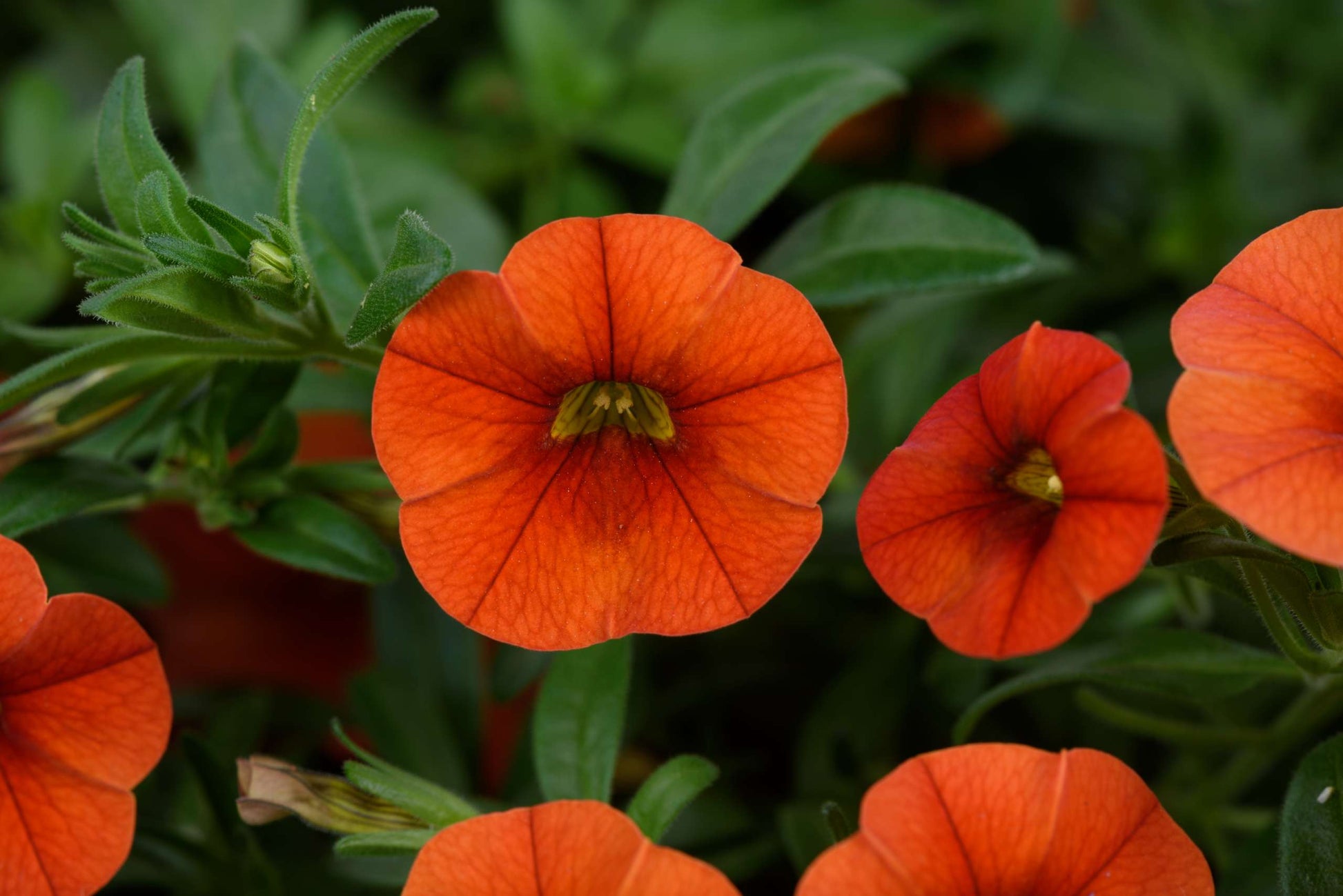 Bilde av Calibrachoa Colibri™ Orange-Spanne Plantesalg