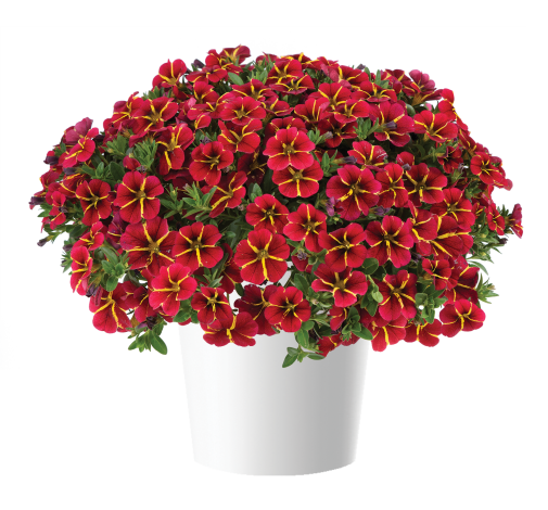 Bilde av Calibrachoa Colibri™ Exotic Red Bling-Spanne Plantesalg