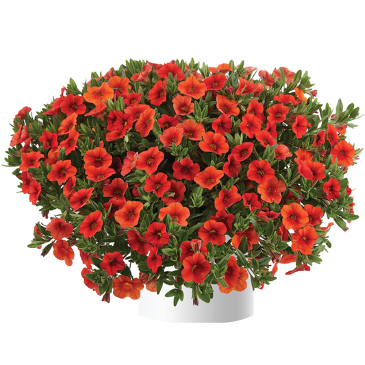 Bilde av Calibrachoa Colibri™ Orange-Spanne Plantesalg