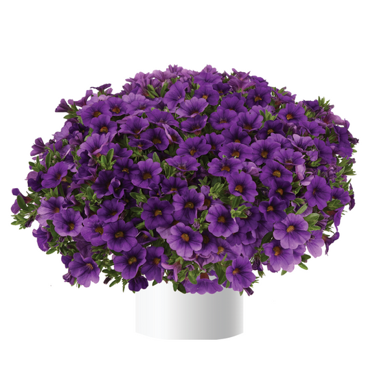 Bilde av Calibrachoa Lia™ Blue-Spanne Plantesalg