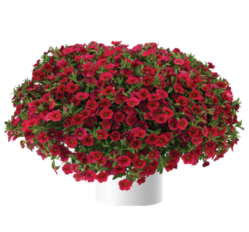 Bilde av Calibrachoa Lia™ Dark Red-Spanne Plantesalg