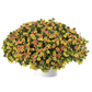 Bilde av Calibrachoa Ombre™ Yellow, 2 For 79,90-Spanne Plantesalg