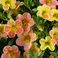 Bilde av Calibrachoa Ombre™ Yellow, 2 For 79,90-Spanne Plantesalg