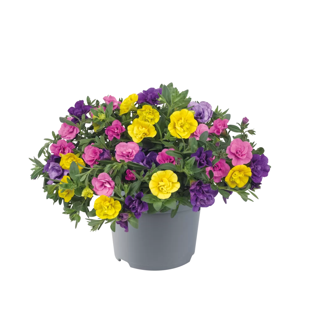 Bilde av Calibrachoa par. Cabaret MM. Yellow Jazz Pris pr stk-Spanne Plantesalg