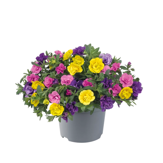 Bilde av Calibrachoa par. Cabaret MM. Yellow Jazz Pris pr stk-Spanne Plantesalg
