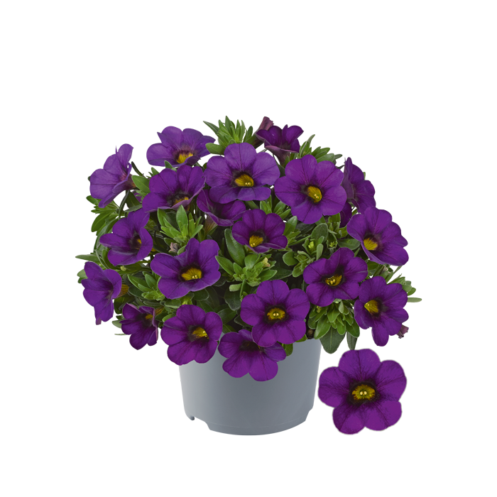 Bilde av Calibrachoa parviflora Cabaret Compact Blue-Spanne Plantesalg