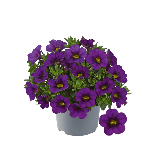 Bilde av Calibrachoa parviflora Cabaret Compact Blue-Spanne Plantesalg