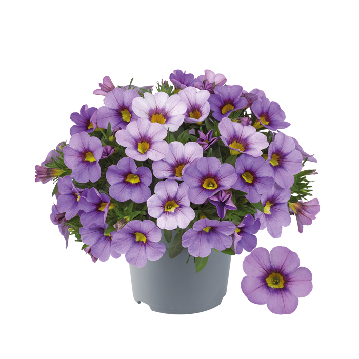 Bilde av Calibrachoa parviflora Cabaret Compact Lavender-Spanne Plantesalg