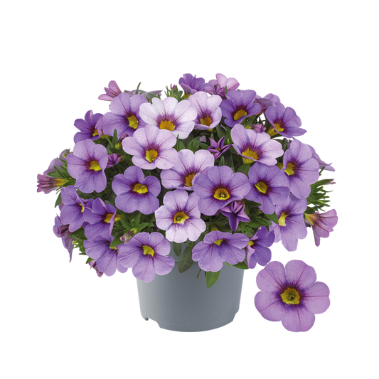 Bilde av Calibrachoa parviflora Cabaret Compact Lavender-Spanne Plantesalg