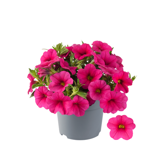 Bilde av Calibrachoa parviflora Cabaret Compact Rose-Spanne Plantesalg